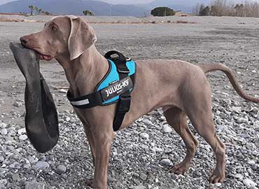 weimaraner-operativo